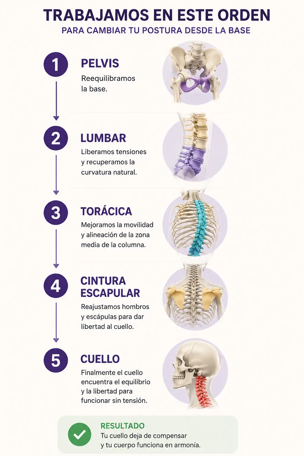 Secuencia del trabajo RVA: pelvis, zona lumbar, zona torácica, cintura escapular y cuello